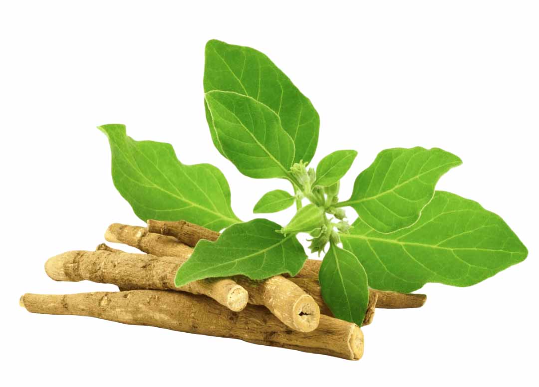 Barsana Magic and Herbal roots with green leaves on a white background