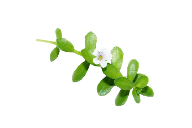 Barsana Magic and White flower with green leaves on a white background