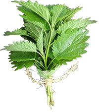Barsana Magic and Bouquet of fresh green leaves on a white background