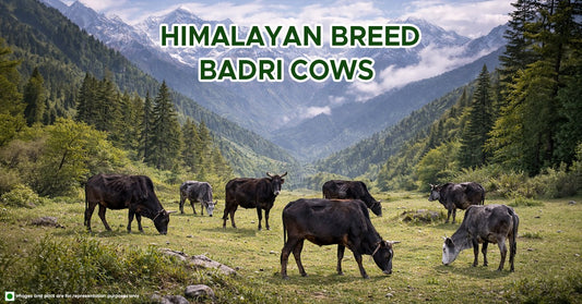 Himalayan Breed Badri Cows.