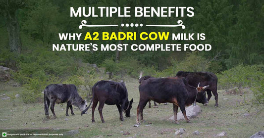 Multiple Benefits: Why A2 Badri Cow Milk is Nature’s Most Complete Food