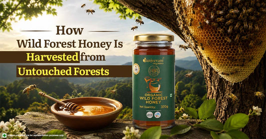 How Wild Forest Honey Is Harvested from Untouched Forests