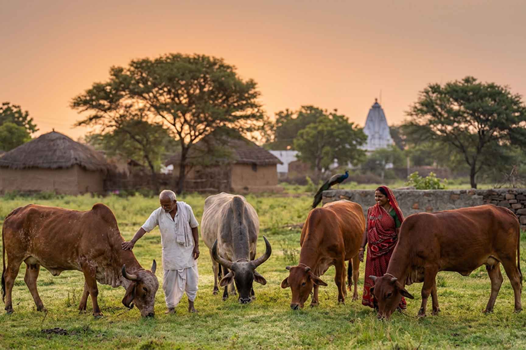 Barsana Magic and Two people tending to cows in a rural setting with traditional huts and a temple in the background.