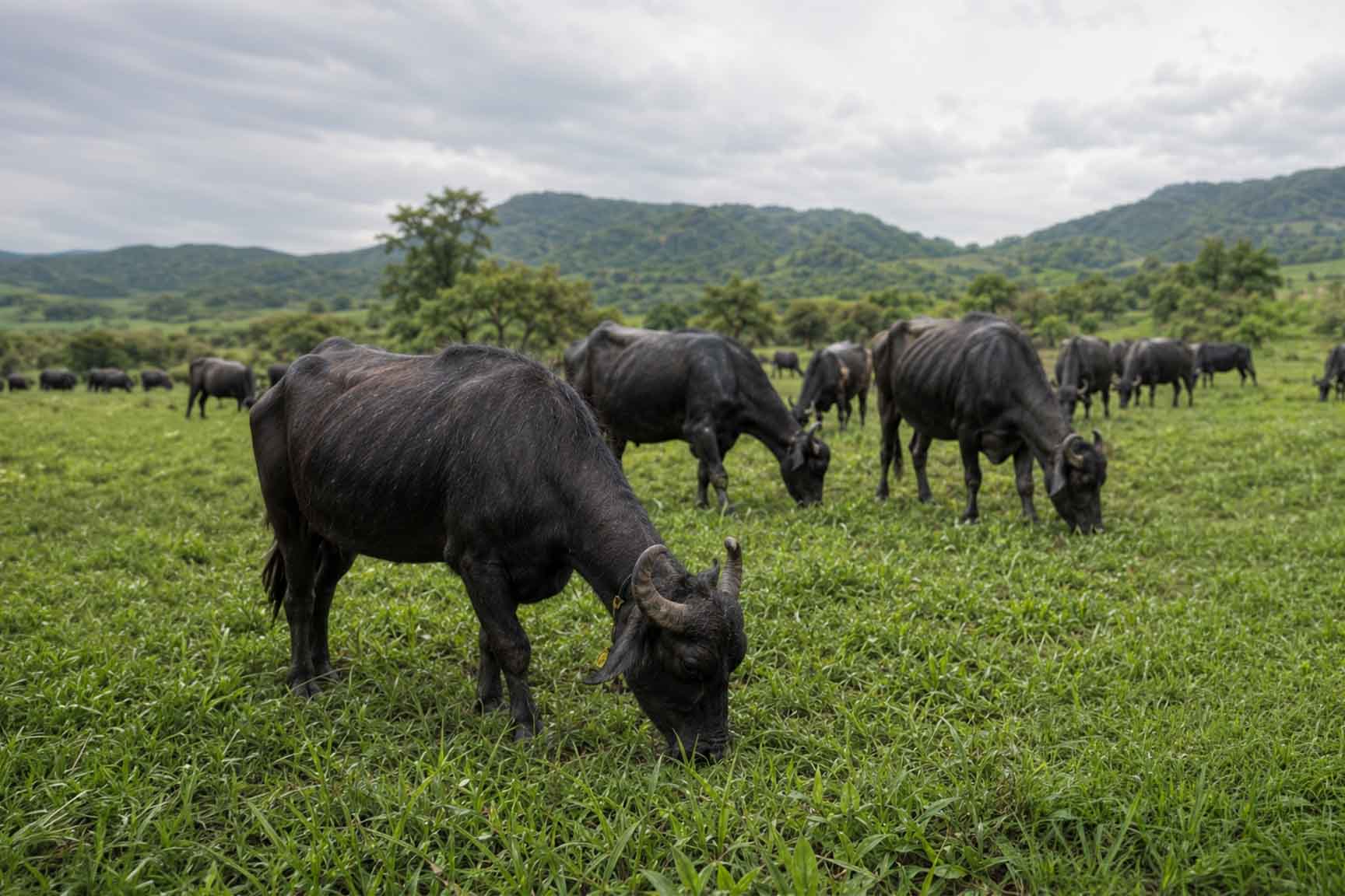 Barsana Magic and Buffaloes grazing in a grassy field with mountains in the background