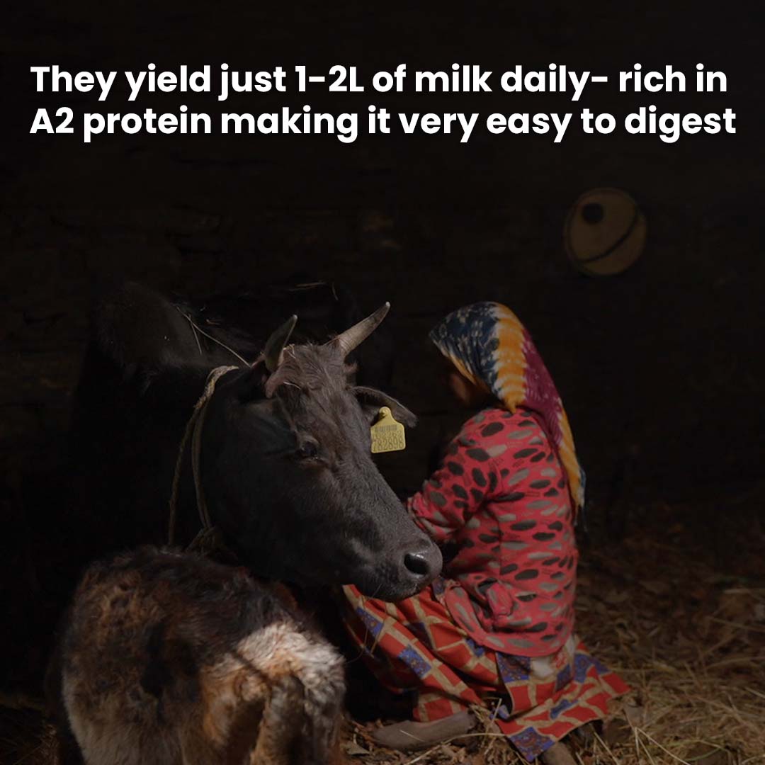 Organic A2 Badri Cow Ghee from the Himalayas