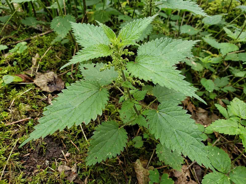 Nettle
