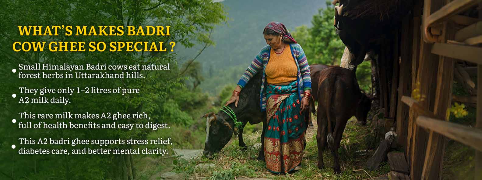 Barsana Magic and Woman with a cow in a natural setting, promoting Badri Cow Ghee.