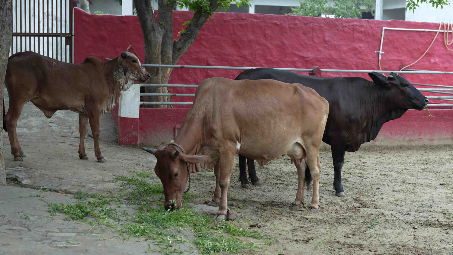 Barsana Magic Three cows 
