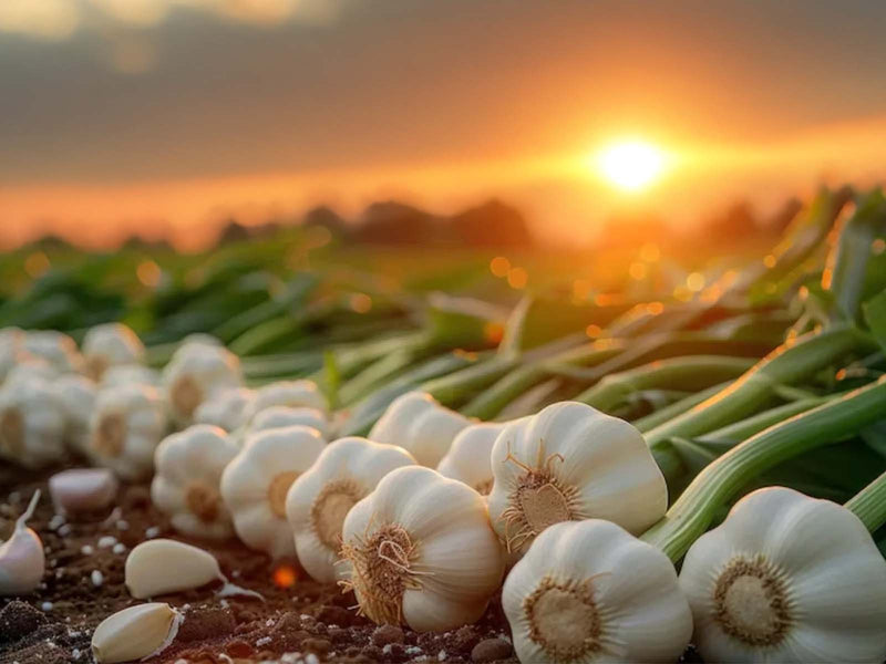 Garlic
