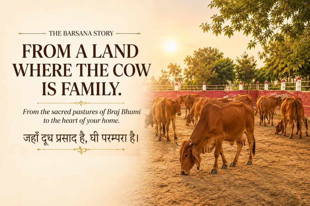 Barsana Magic and A warm-toned promotional graphic with text on the left reading 'THE BARSANA STORY' and 'FROM A LAND WHERE THE COW IS FAMILY.' alongside Hindi text, paired with a photograph of brown cows grazing in a sunlit outdoor paddock on the right.