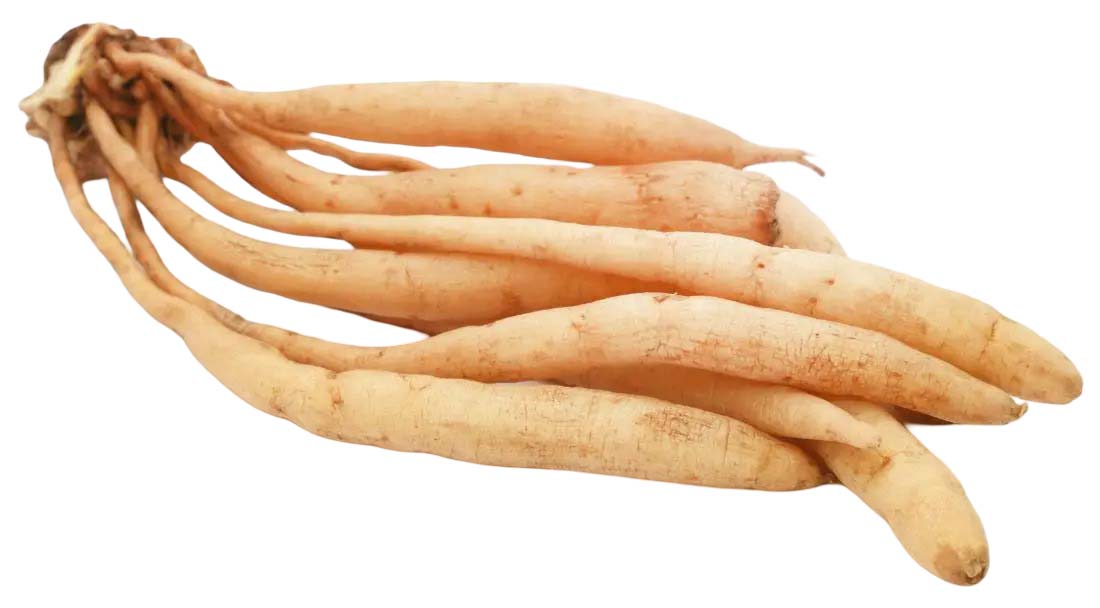 Barsana Magic and Bunch of carrots on a white background