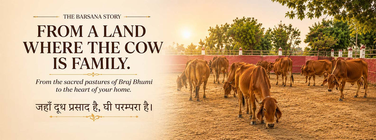 Barsana Magic and A promotional banner for Barsana Story featuring a herd of brown cows grazing in a sunlit outdoor pen, with large text on the left reading 'FROM A LAND WHERE THE COW IS FAMILY' and additional Hindi text below.